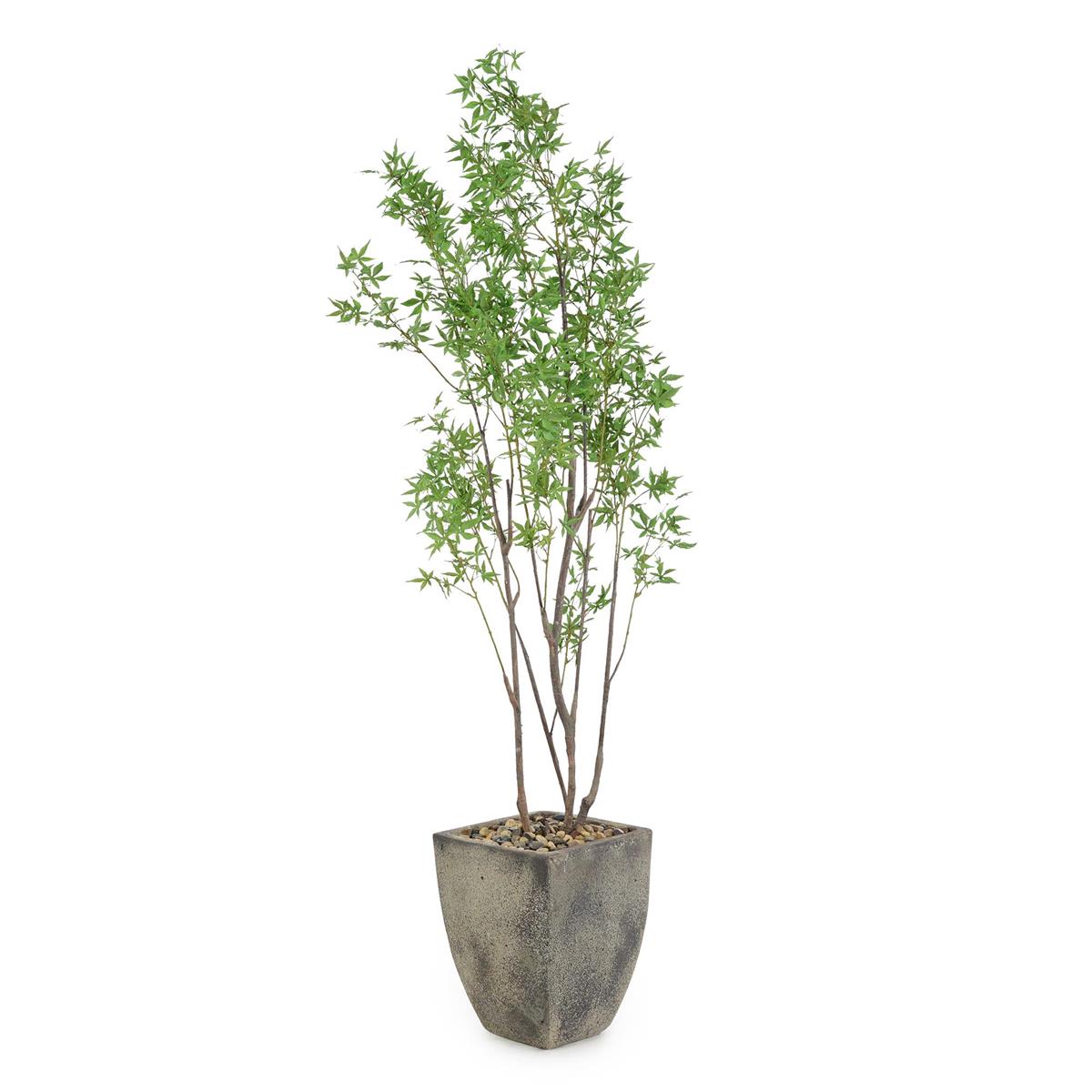 Atlantis Maple – Art by John Richard | Sutter & Vale