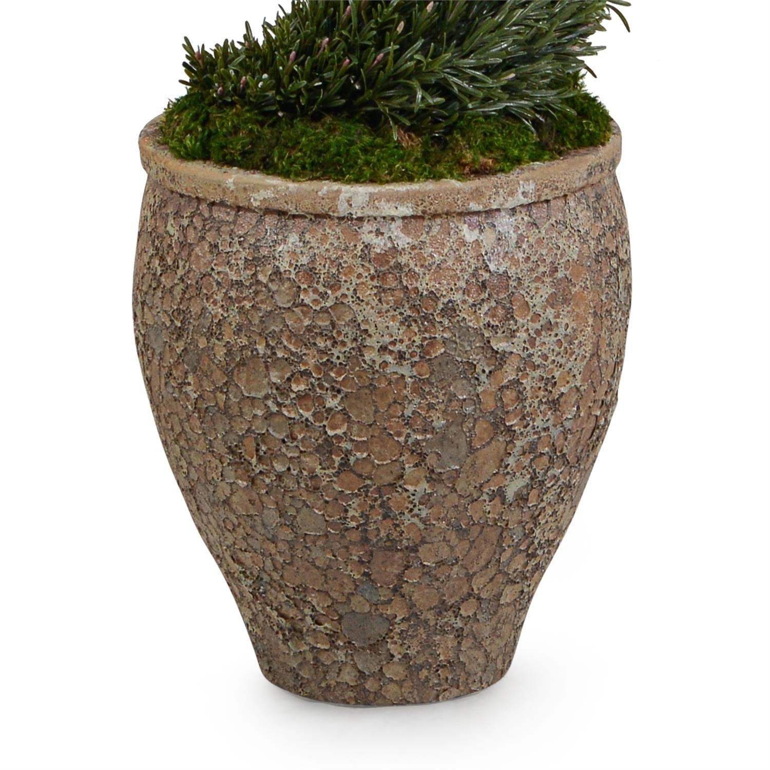 Garden Rosemary Spiral