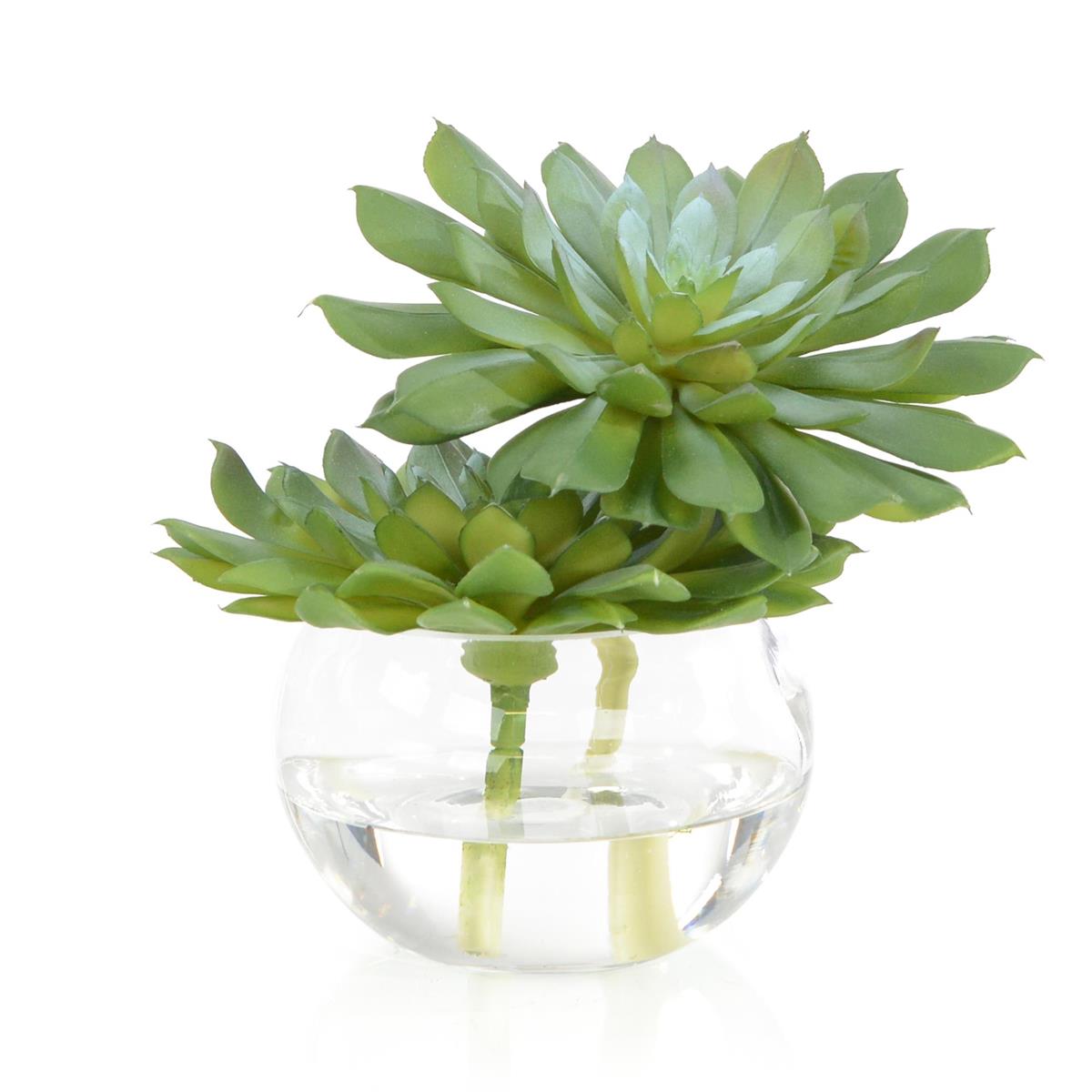Double Succulent by John Richard | Sutter & Vale