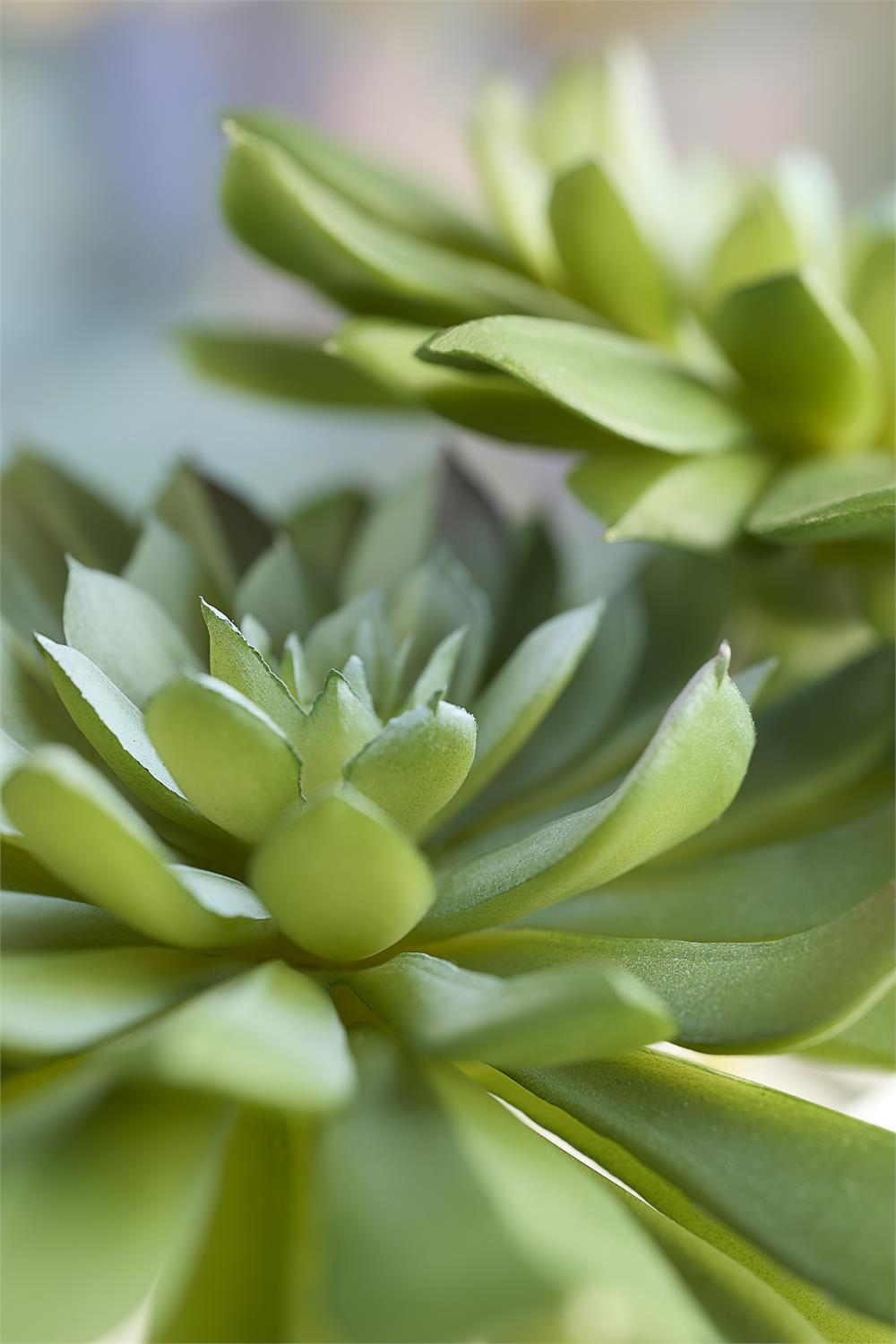 Double Succulent