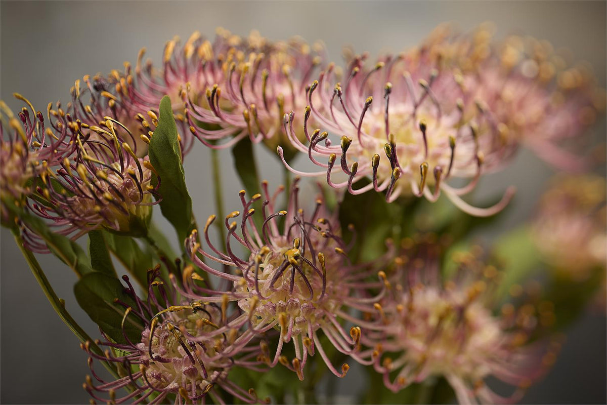 Cushion Protea