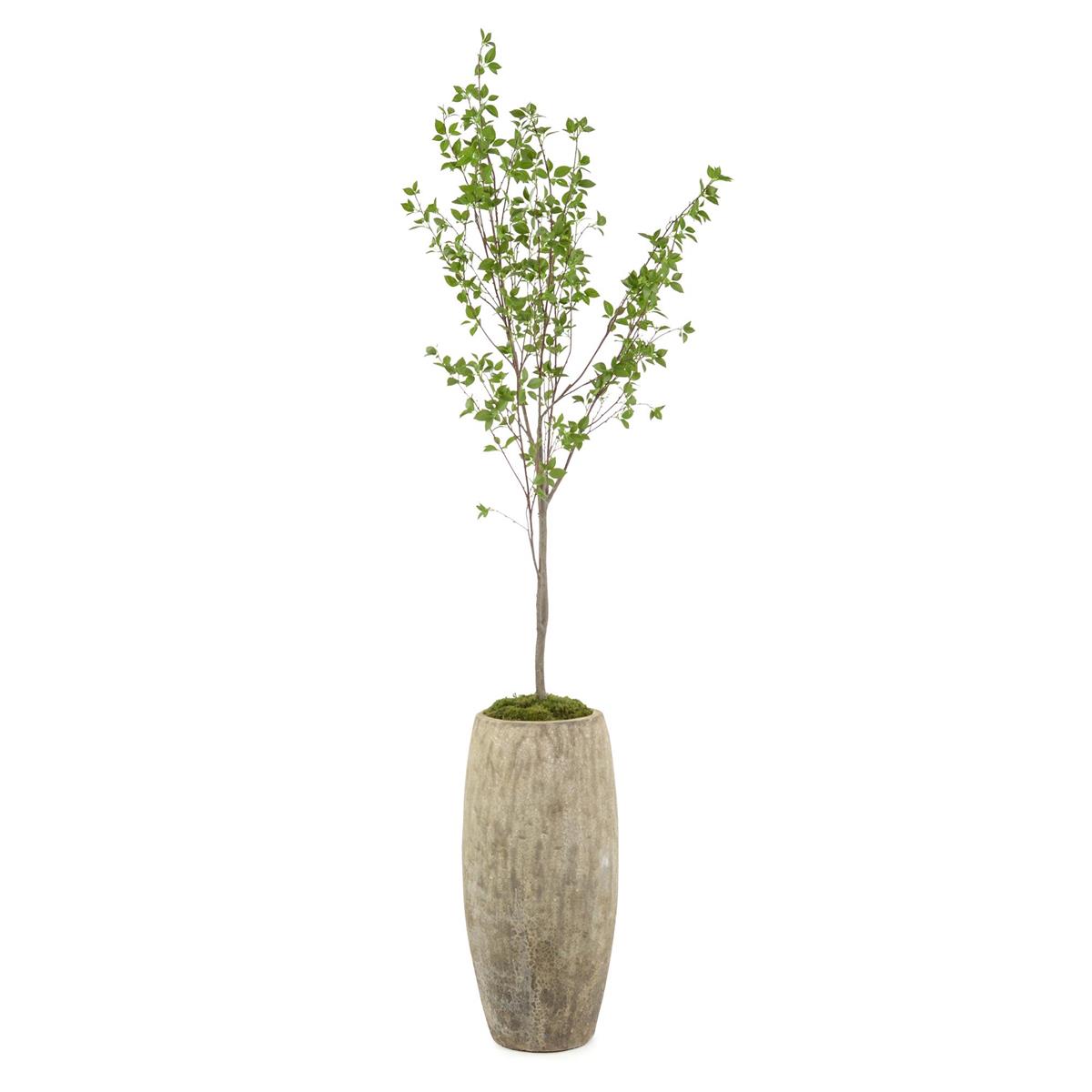 Red Twig Dogwood by John Richard | Sutter & Vale