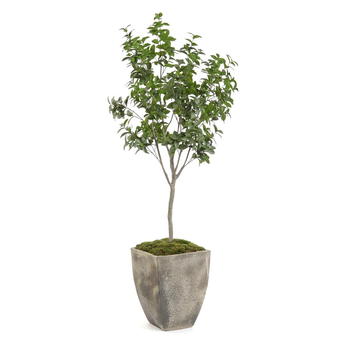 Bay Laurel Tree – Art by John Richard | Sutter & Vale