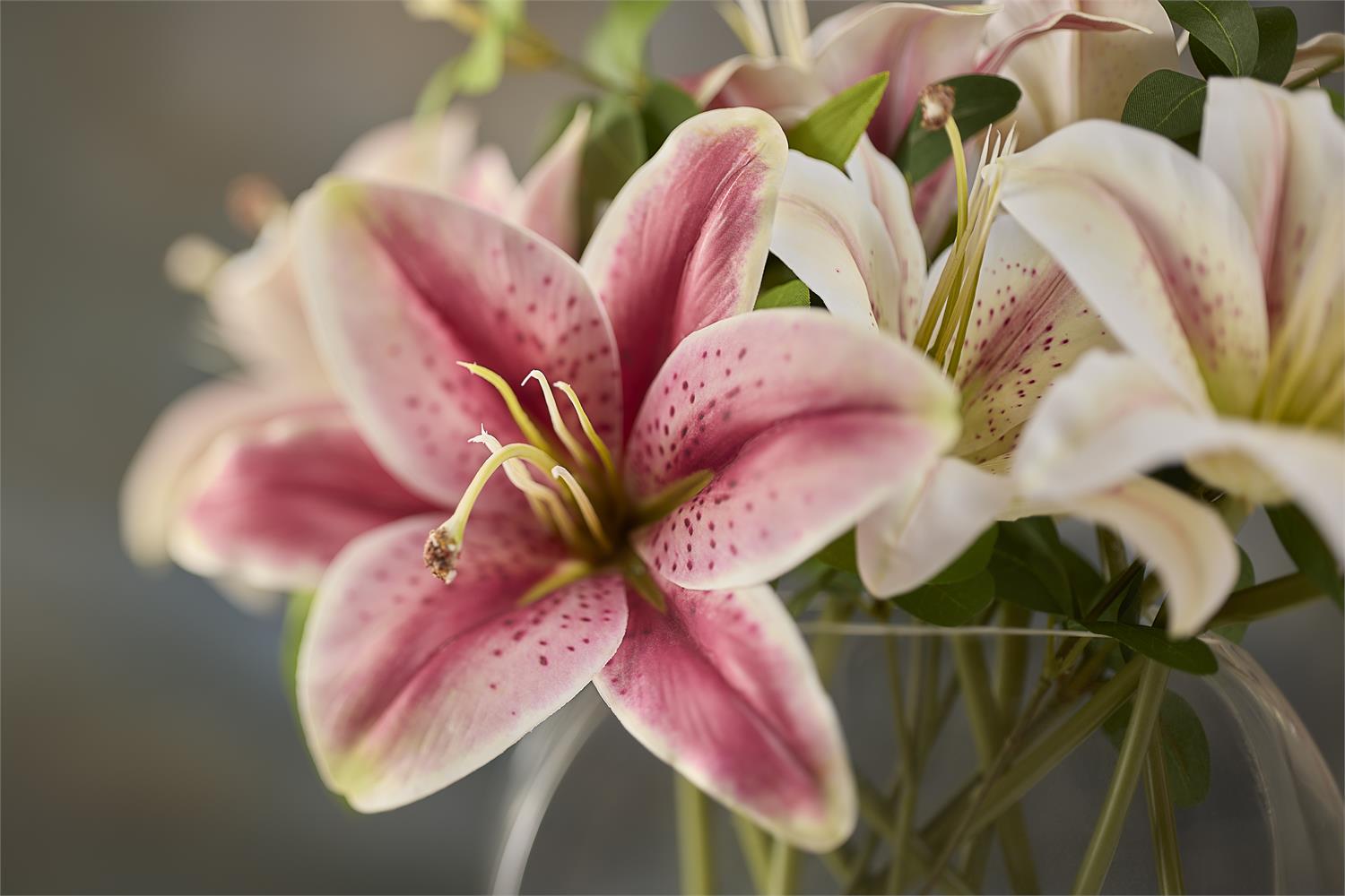 Stargazer