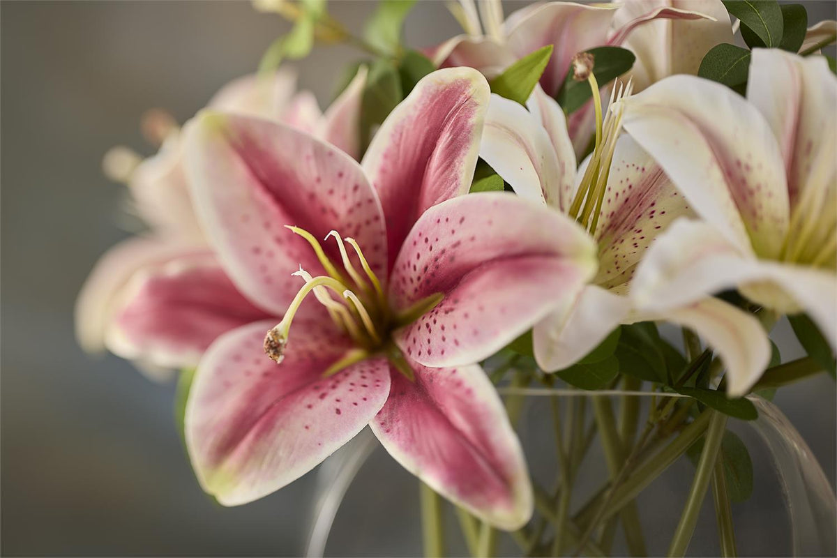 Stargazer