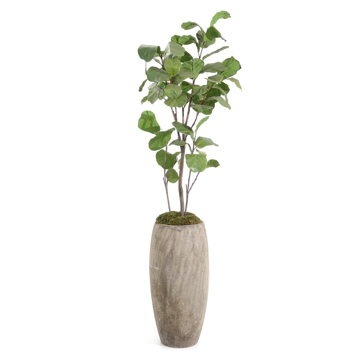 Slender Fiddle Leaf Fig – Art by John Richard | Sutter & Vale