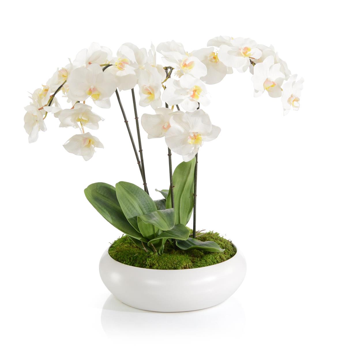Beautiful Orchids by John Richard | Sutter & Vale