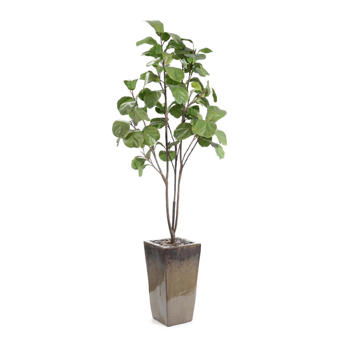 Mossey Green Fig Tree – Art by John Richard | Sutter & Vale
