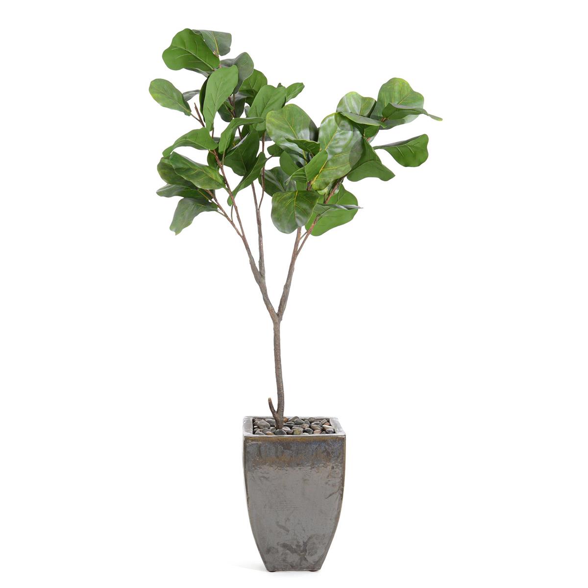 Rocky Fig Tree – Art by John Richard | Sutter & Vale