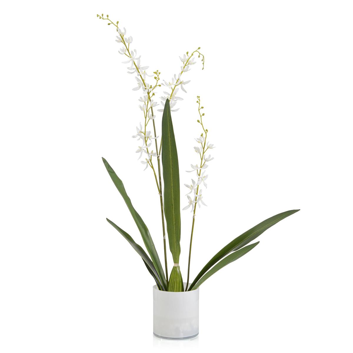 Cattleya Orchid – Art by John Richard | Sutter & Vale
