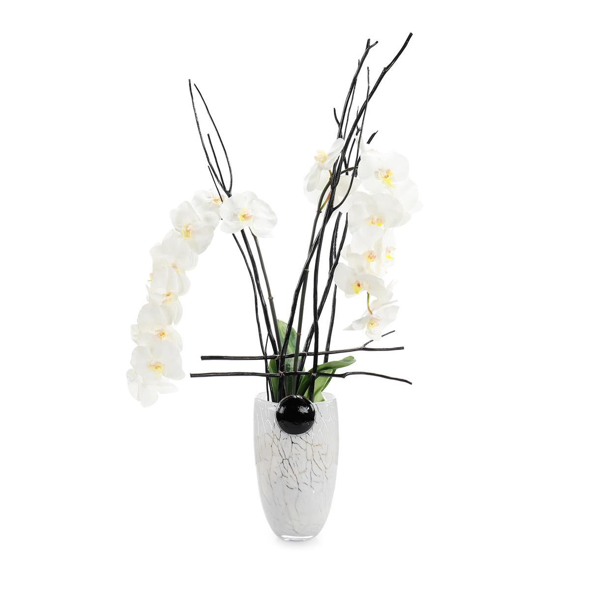 Midnight Phals by John Richard | Sutter & Vale