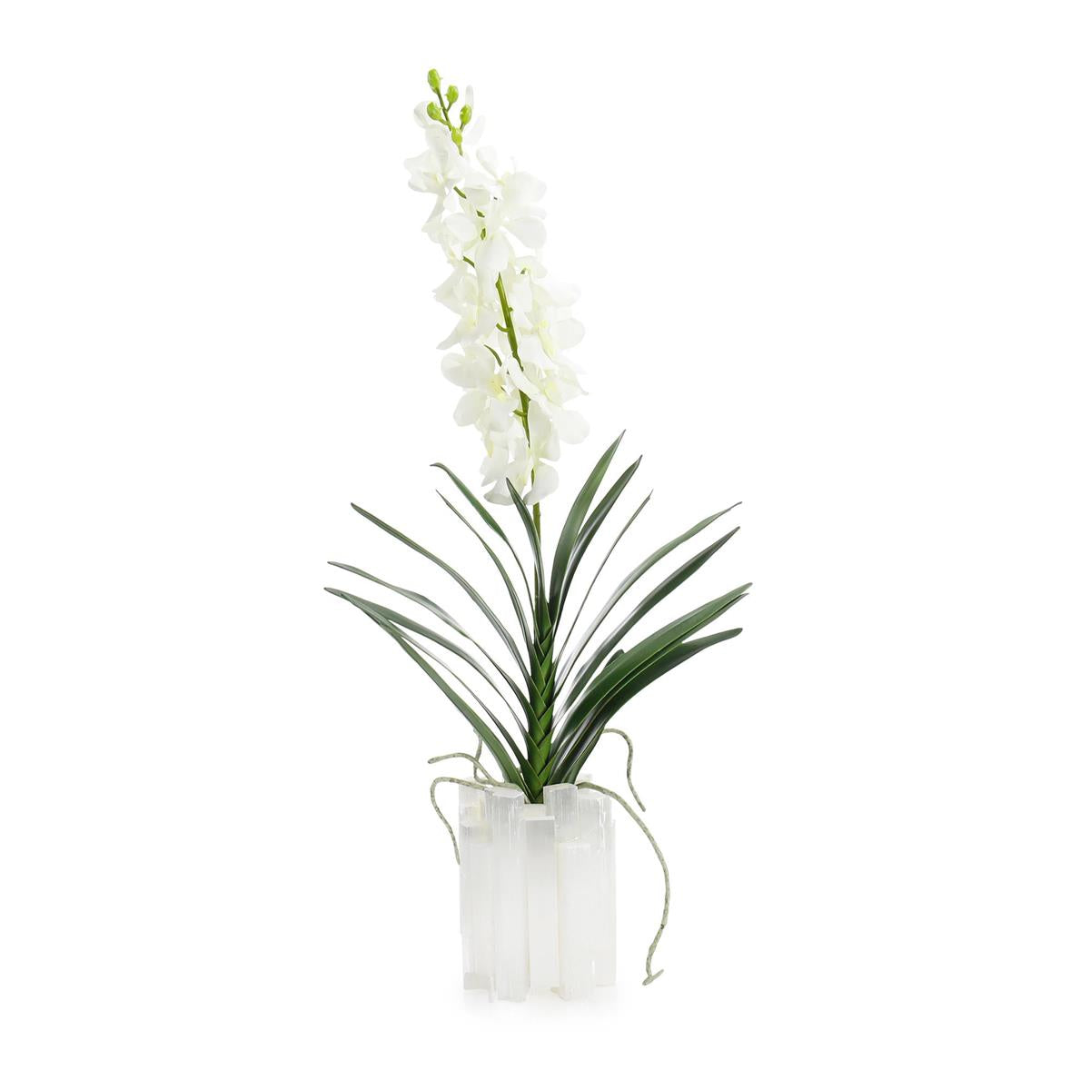 Dendrobium 'N' Selenite by John Richard | Sutter & Vale