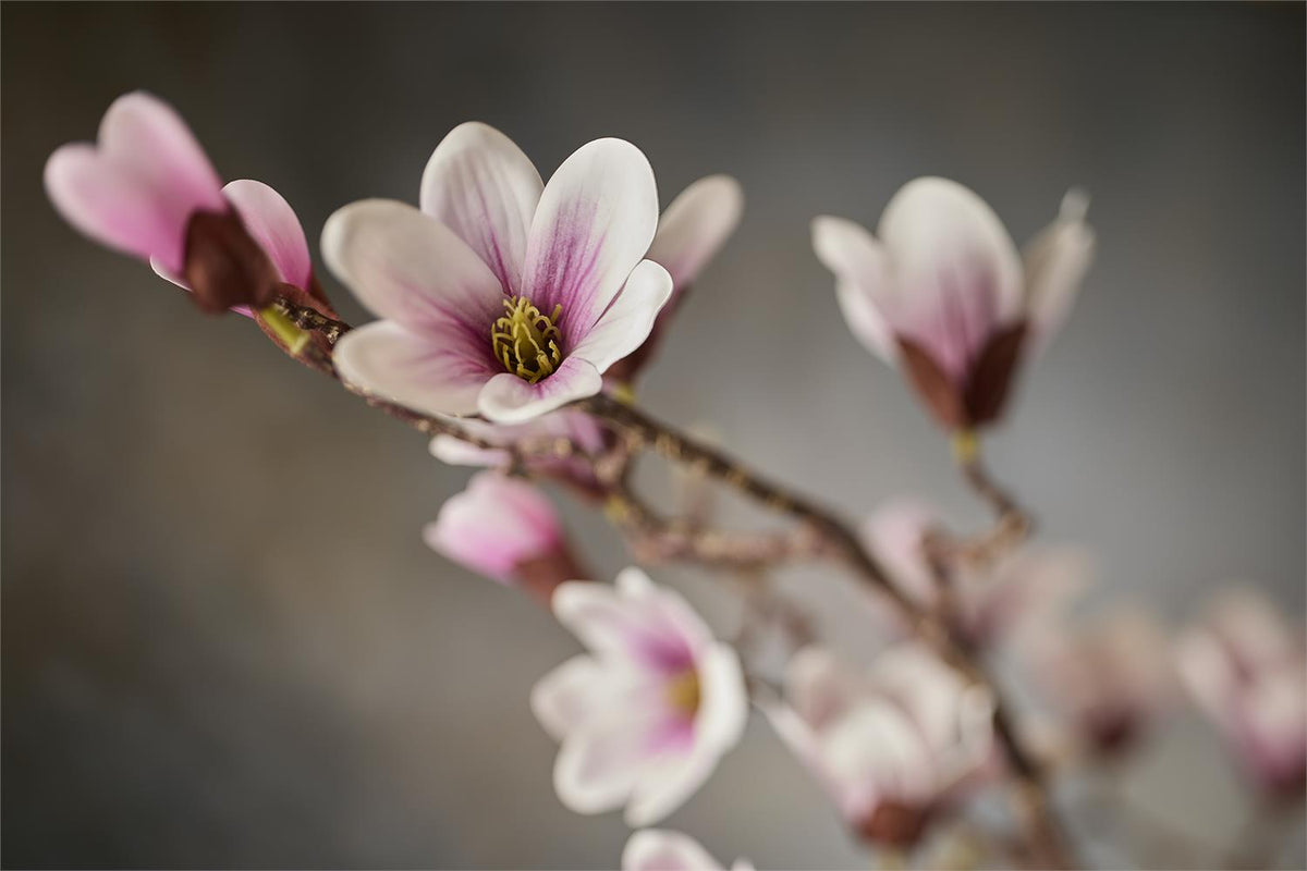 Ice Crystal Magnolias