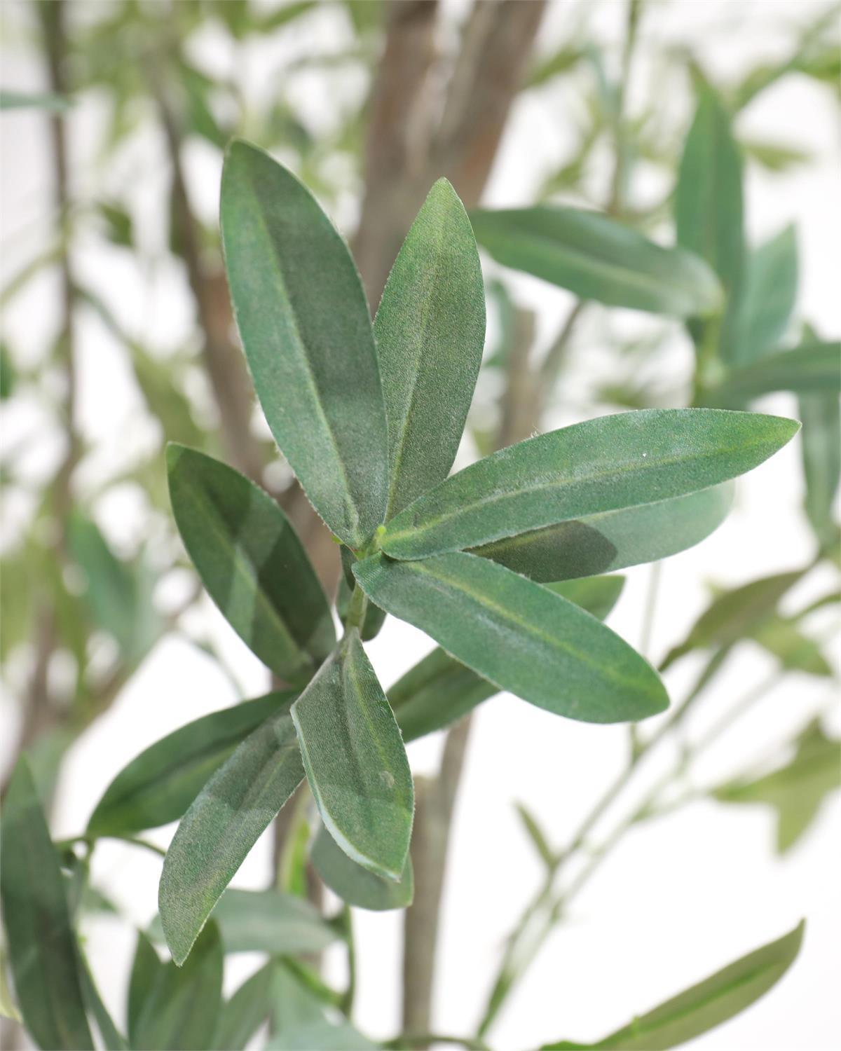 Tuscan Olive