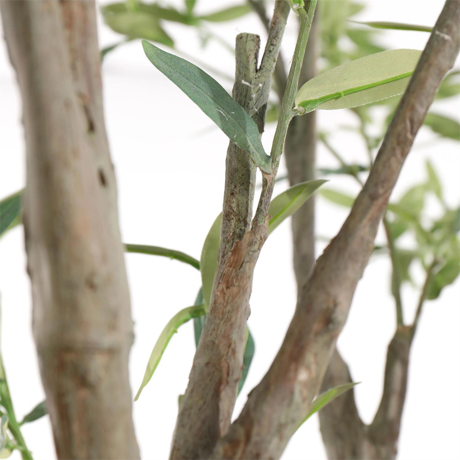 Tuscan Olive