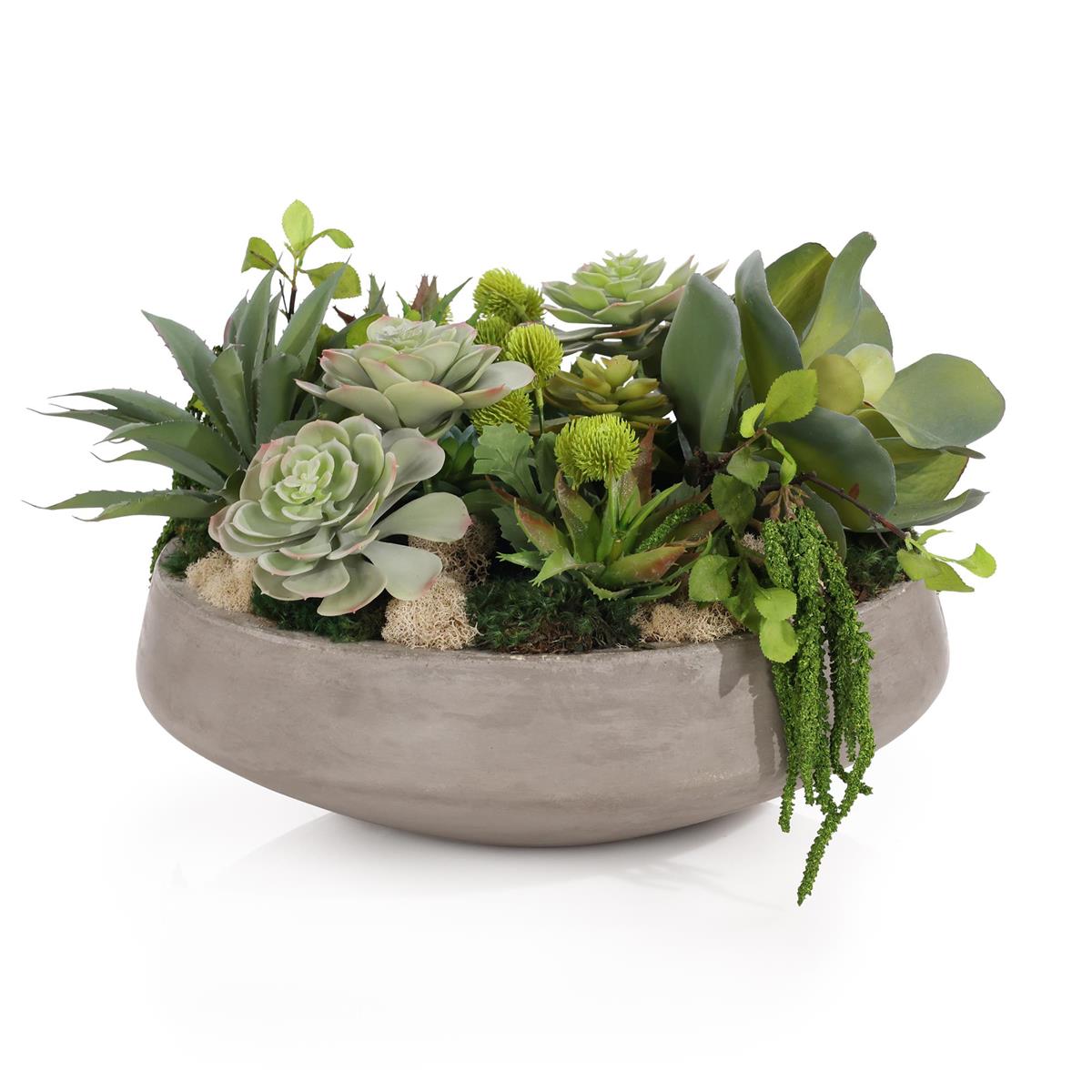Amsterdam Succulents by John Richard | Sutter & Vale