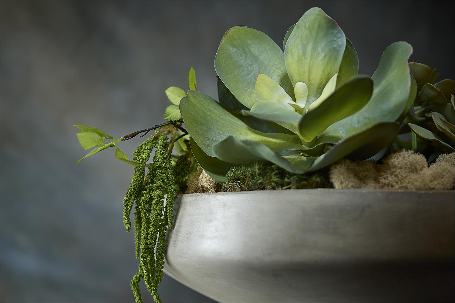 Amsterdam Succulents