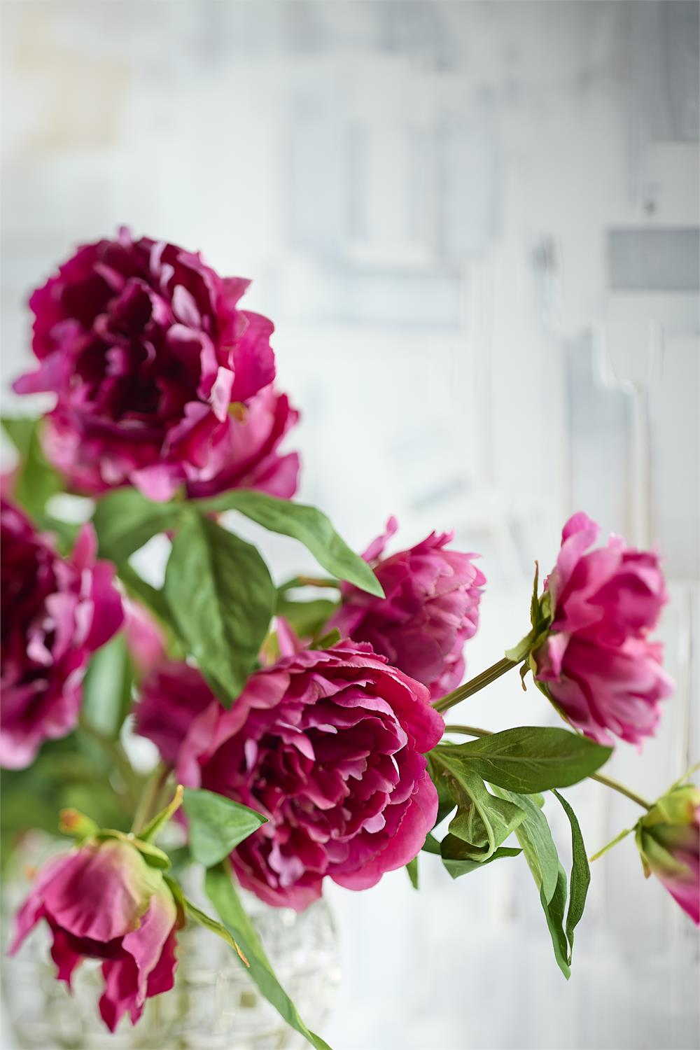 Garden Peonies