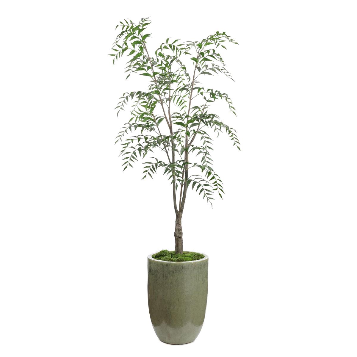 Southern Willow – Art by John Richard | Sutter & Vale