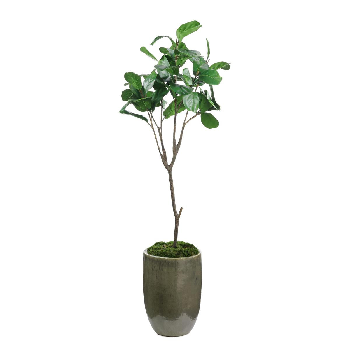 Mossy Green Fiddle Leaf Fig by John Richard | Sutter & Vale