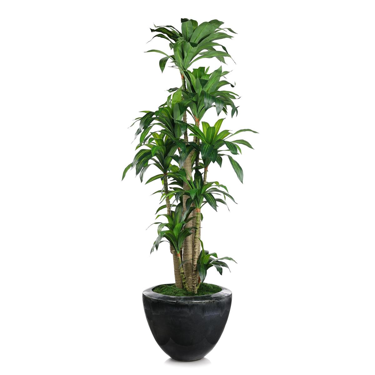 Dracaena Corn Tree by John Richard | Sutter & Vale