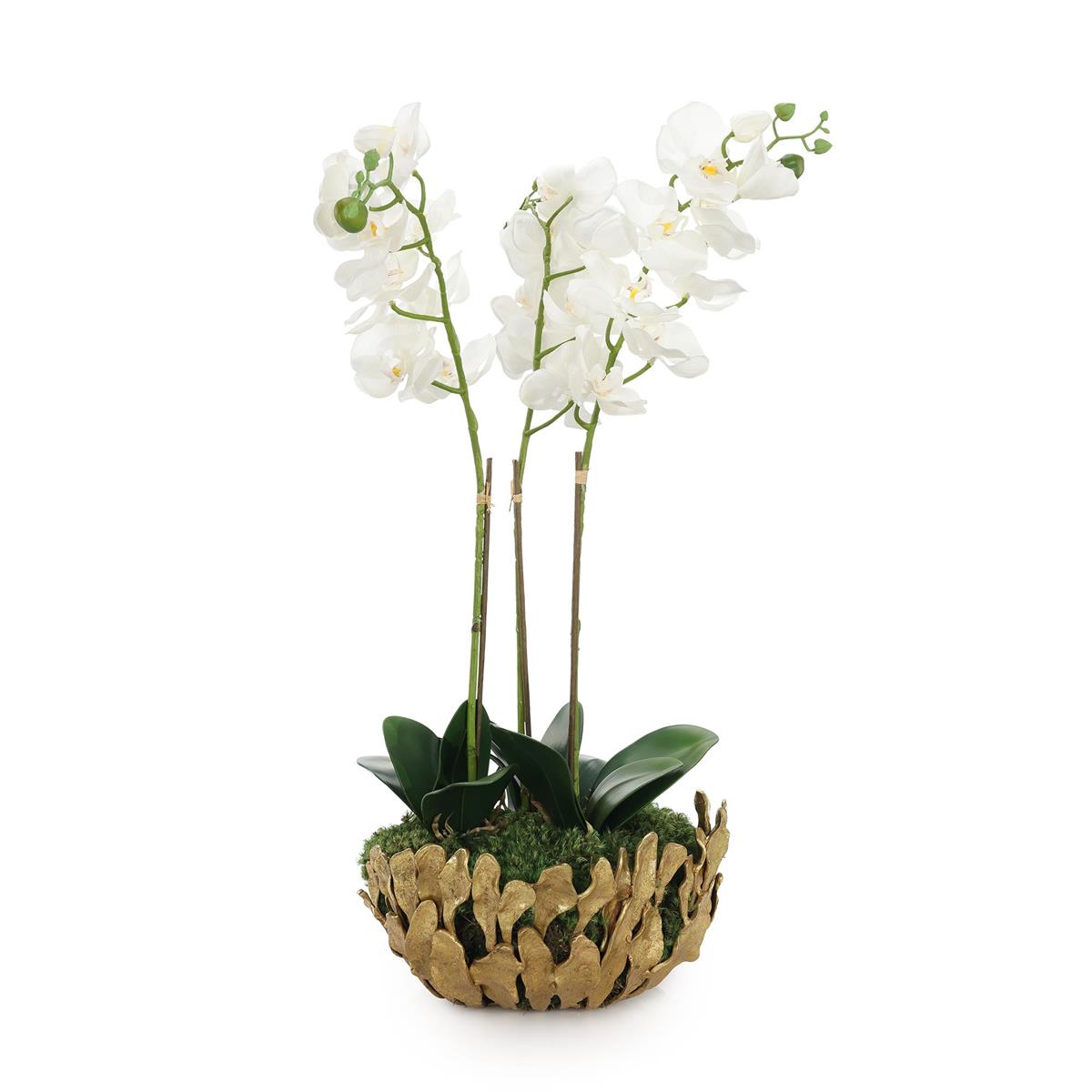Orchid Elegance by John Richard | Sutter & Vale