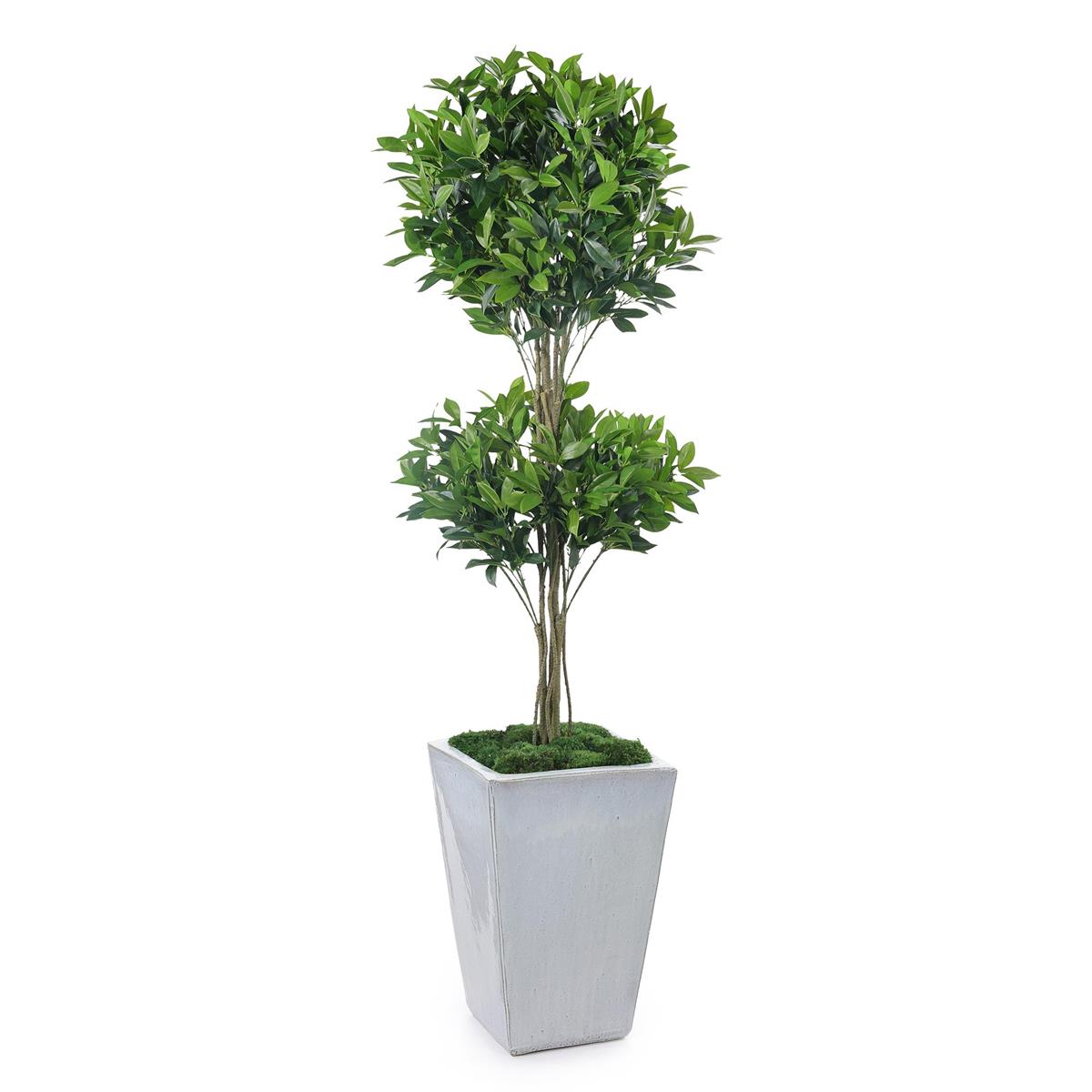Double Pom Topiary by John Richard | Sutter & Vale