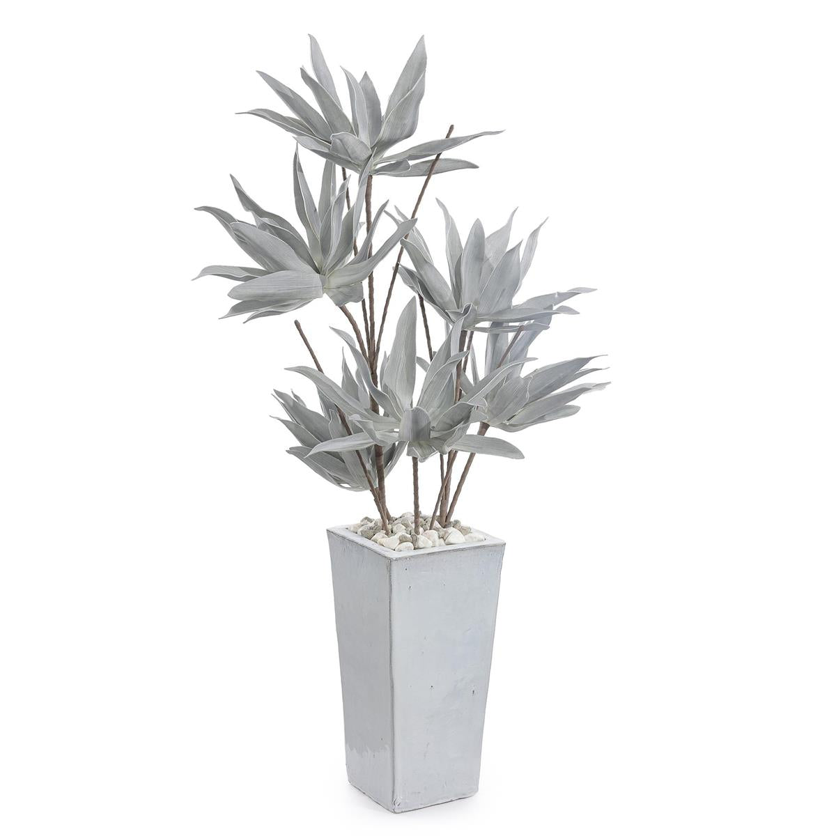 Frosted Agave Plant