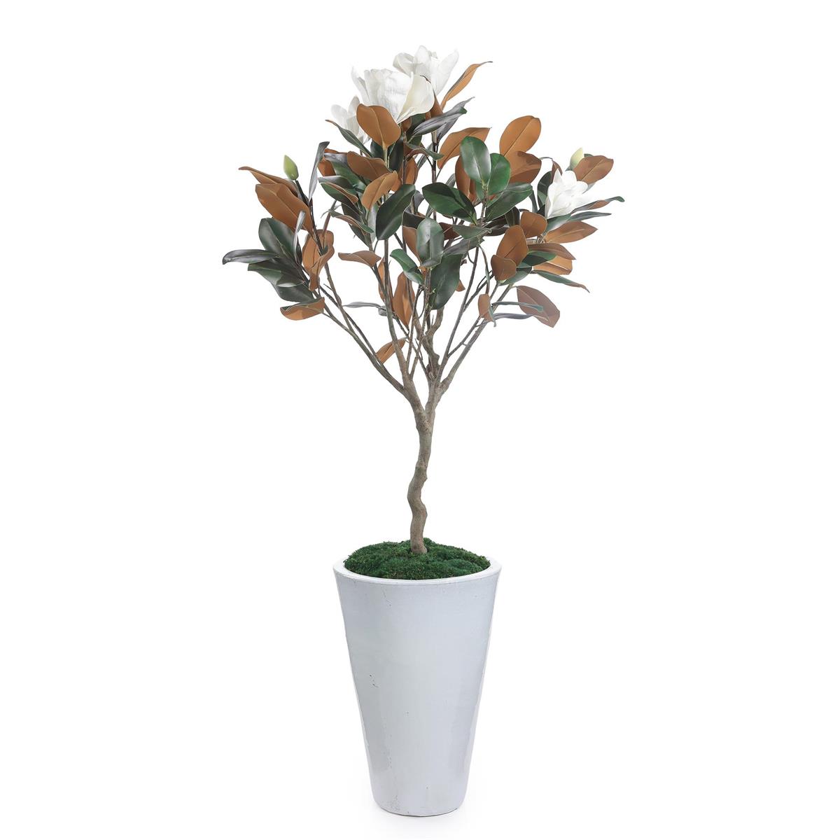 Southern Magnolia Tree – Art by John Richard | Sutter & Vale