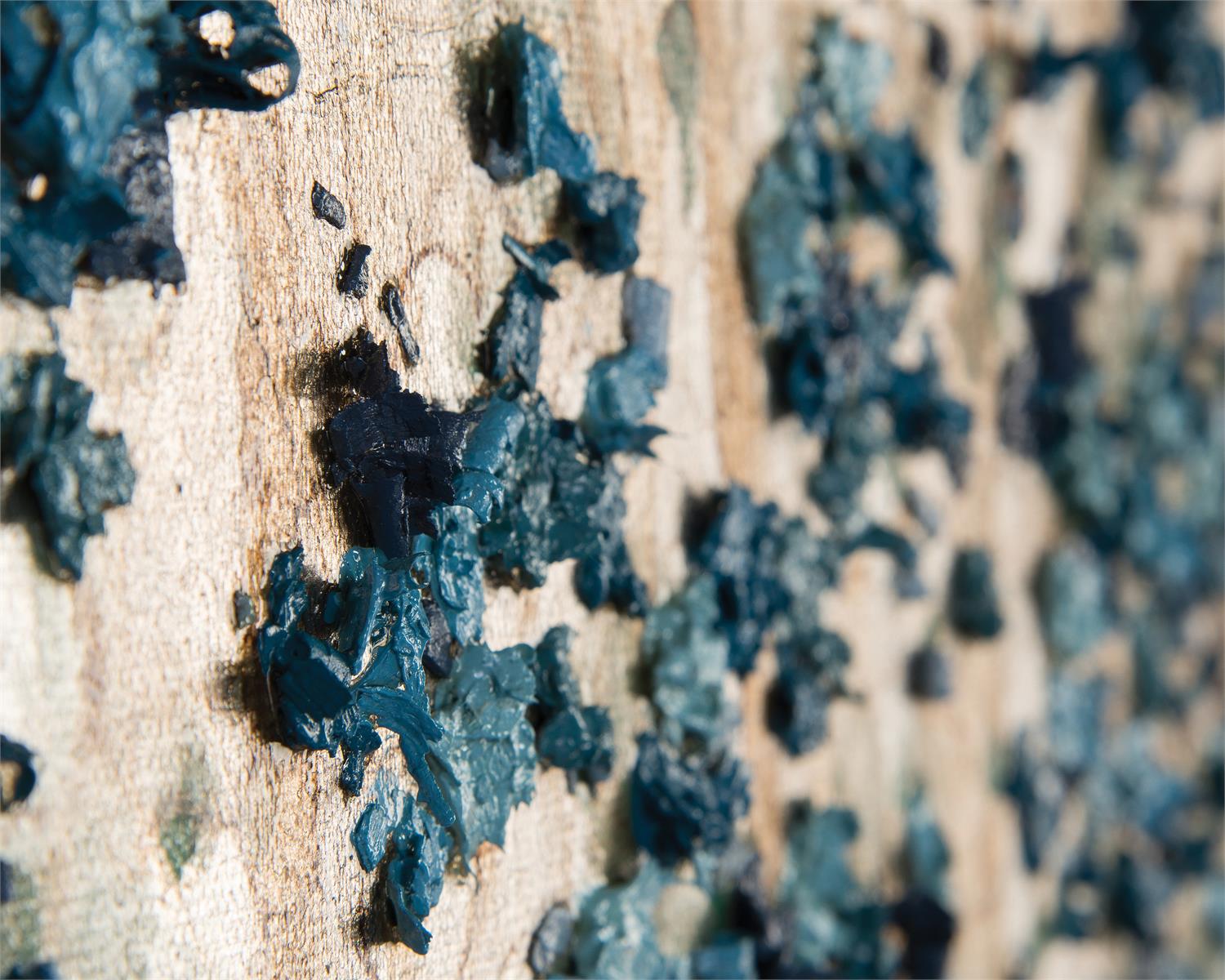Teng Fei's Silvered Dogwood