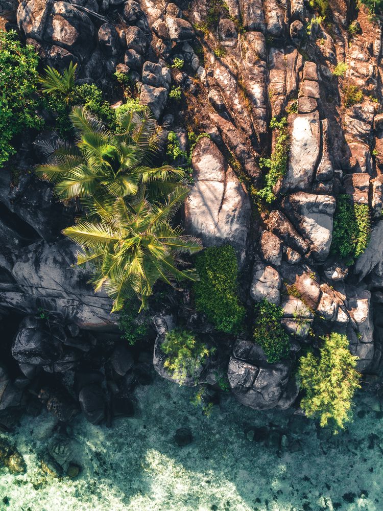 Endangered Paradise 1 artwork