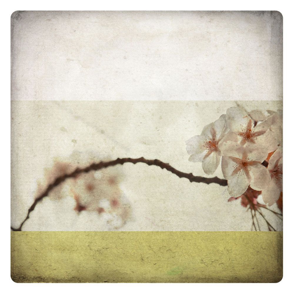 Star Anise 1 artwork