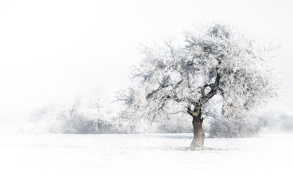 Frost Bound 1 artwork