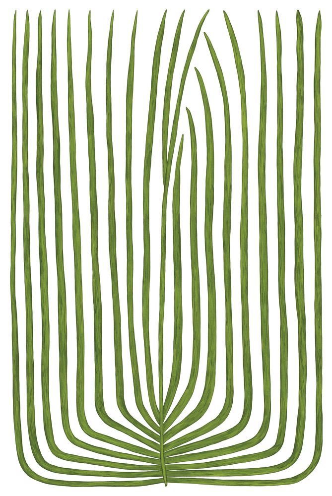 Botanicus Undecim 1 artwork