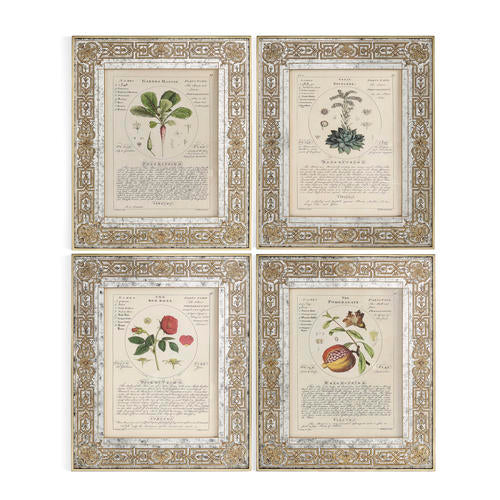 Herbal of Enlightenment - Set of 4 – Bedroom by Jonathan Charles | Sutter & Vale