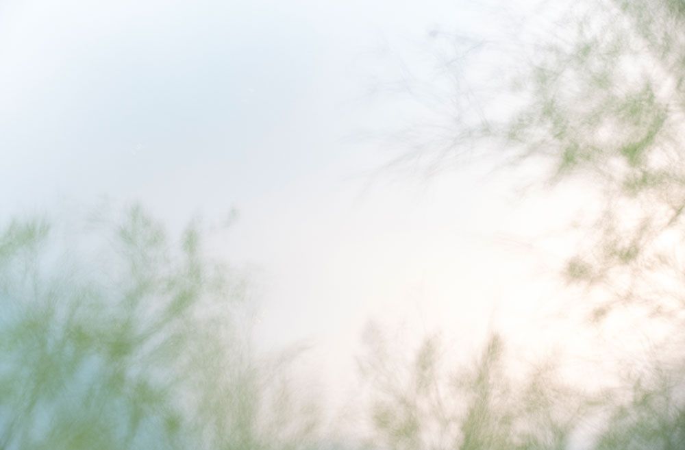 Natures Dream 1 artwork