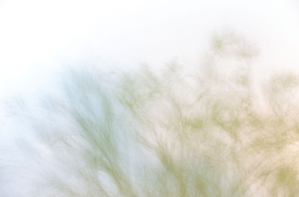 Natures Dream 3 artwork