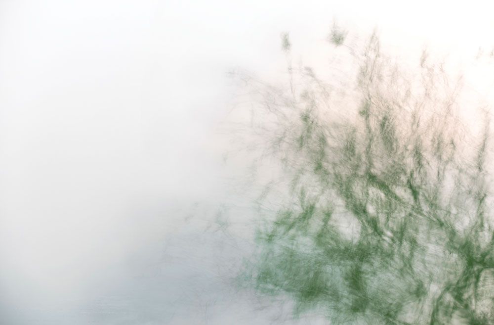 Natures Dream 4 artwork