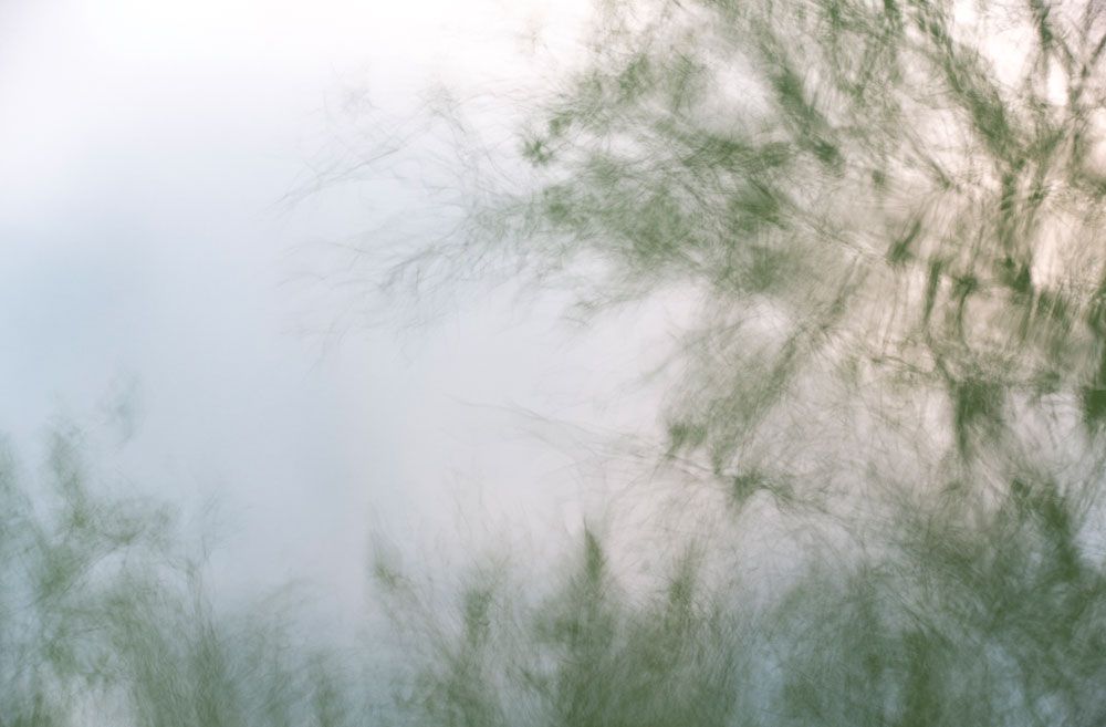 Natures Dream 5 artwork
