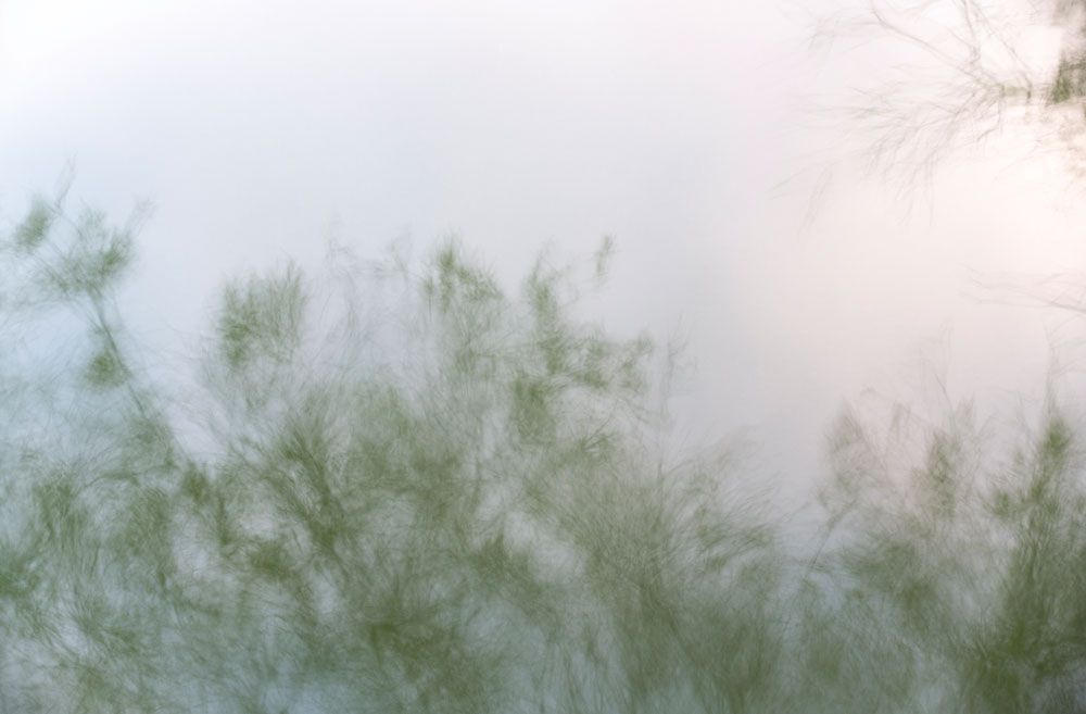 Natures Dream 6 artwork