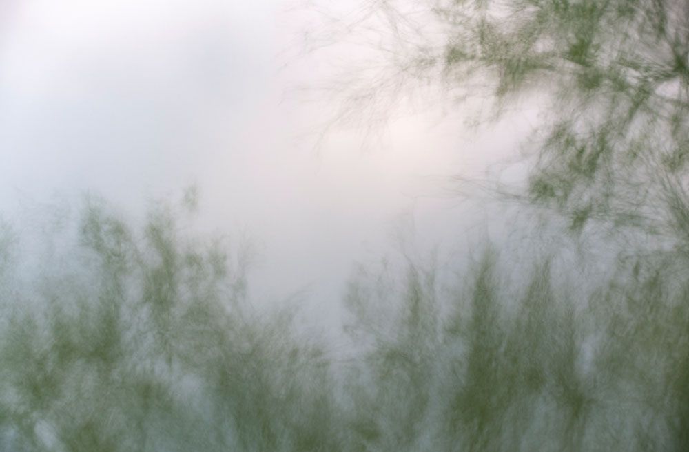 Natures Dream 7 artwork