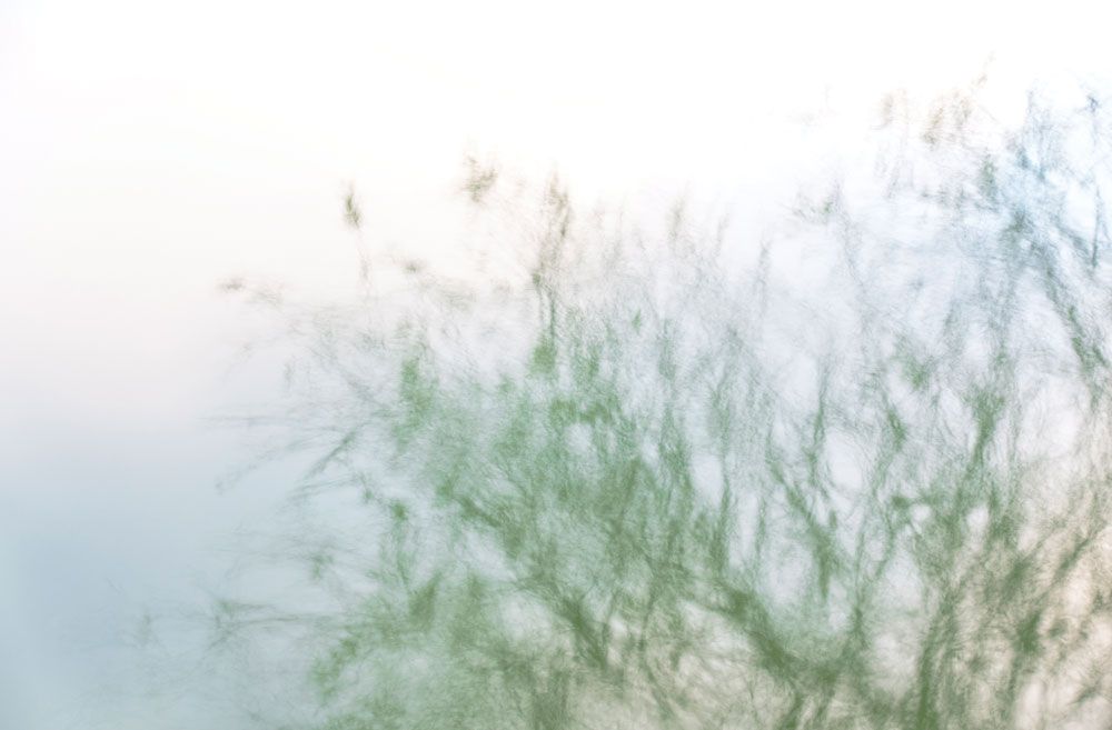 Natures Dream 8 artwork