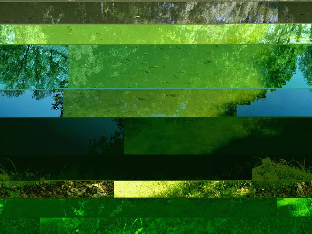 Pond Paradise 2 artwork