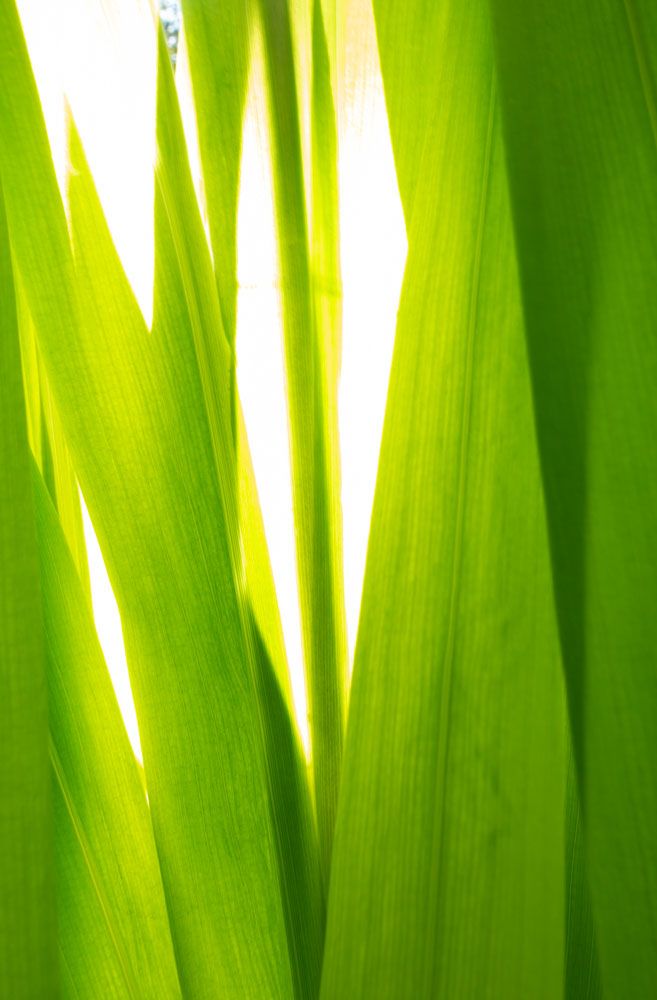 Sunkissed 1 artwork