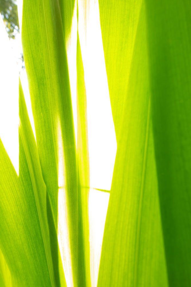 Sunkissed 2 artwork
