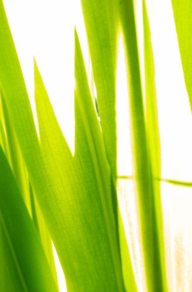 Sunkissed 3 artwork