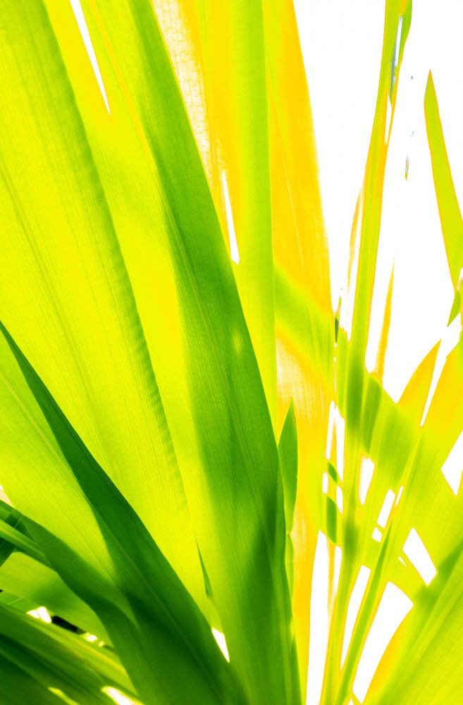 Sunkissed 8 artwork