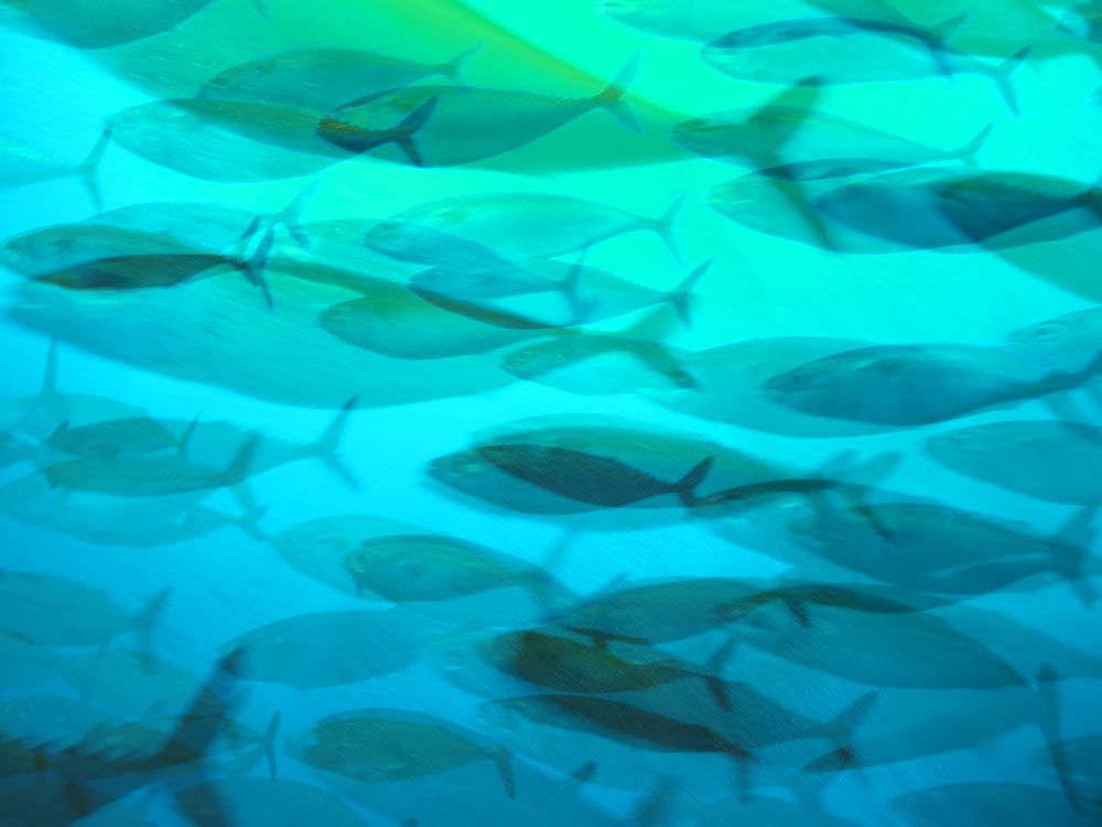 Upstream 1 artwork
