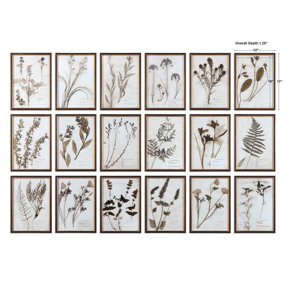 Botany Framed Prints, S/18