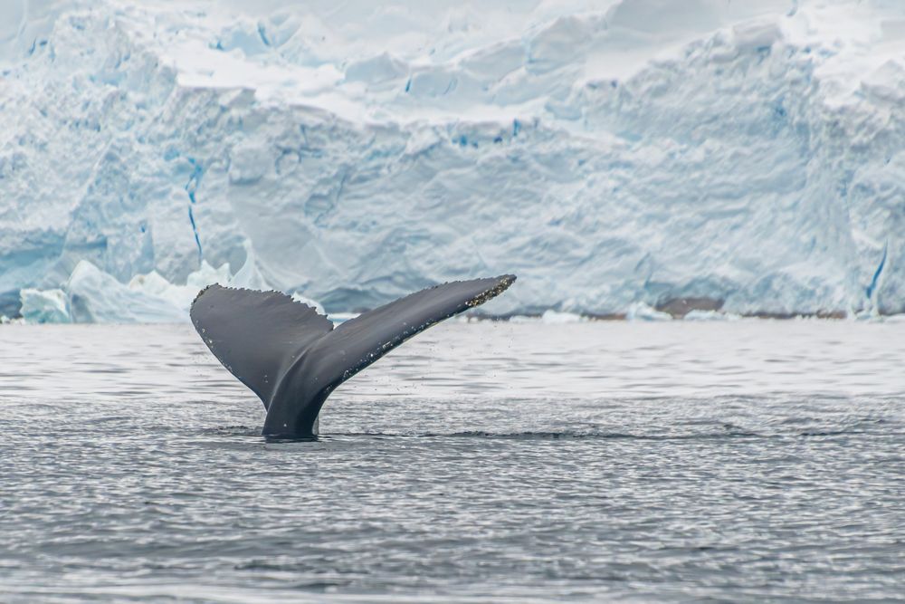 Antarctica Whale Fin 1 artwork